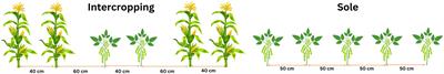 Assessment of molybdenum application on soybean physiological characteristics in maize-soybean intercropping